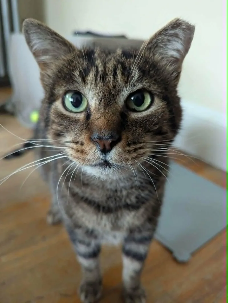 An adult large-sized male Tabby (Brown / Chocolate) Domestic Short Hair cat named Pistachio for adoption in Roslindale, MA