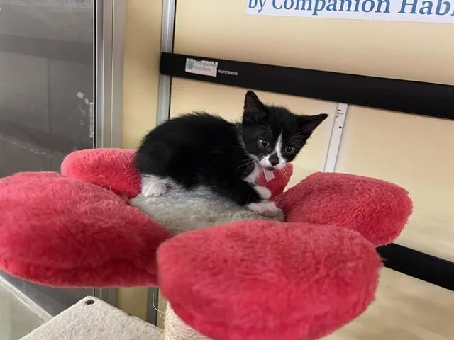 A baby small-sized male Domestic Short Hair cat named Tuesday for adoption in Lancaster, CA