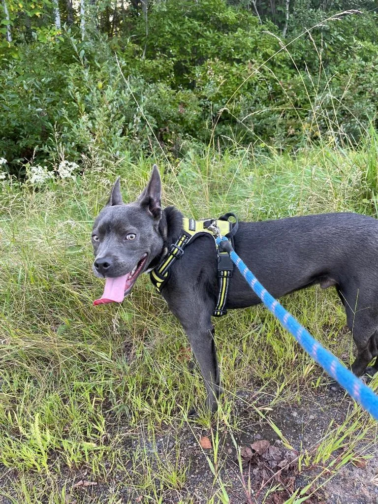 A young medium-sized male French Bulldog dog named Archie for adoption in Ashland, WI
