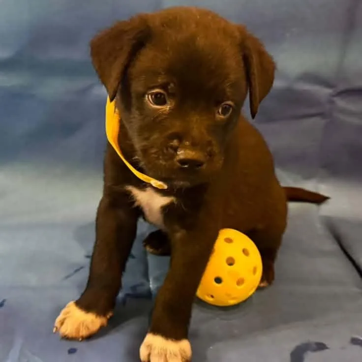 A young medium-sized female Mixed Breed dog named Leslie Knope for adoption in Racine, WI