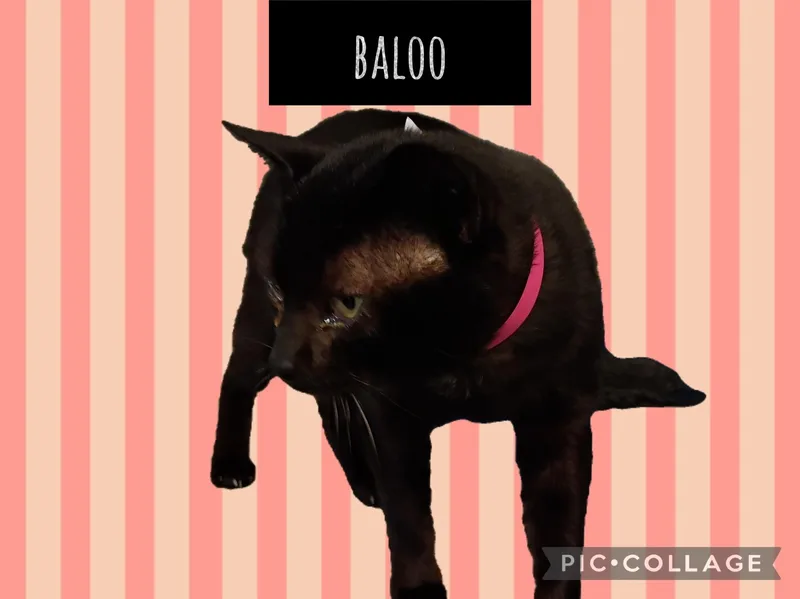 An adult large-sized male Domestic Short Hair cat named Baloo for adoption in Muncie, IN