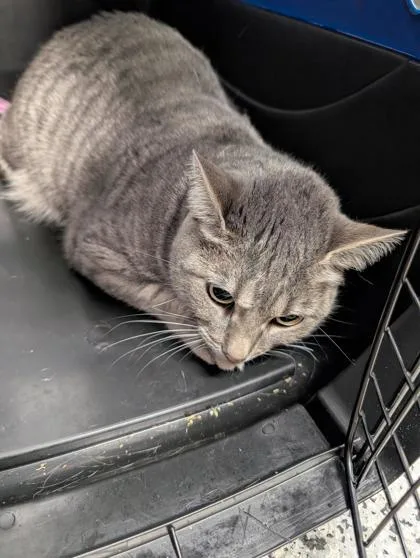 Beatrice thumbnail 2