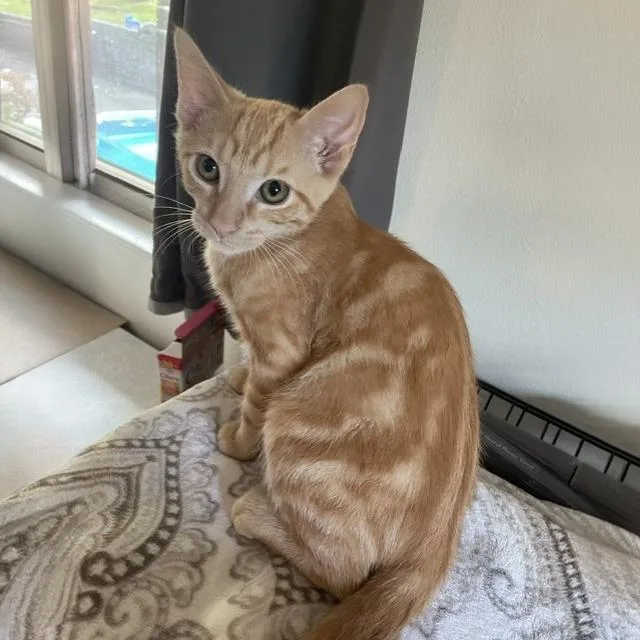 A baby medium-sized male Domestic Short Hair cat named Ron Weasley for adoption in Little Rock, AR