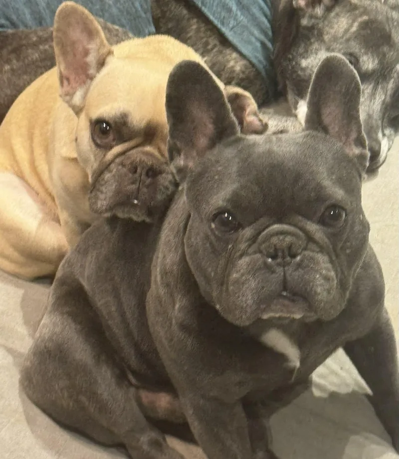 Petunia Aka Tuna thumbnail 2