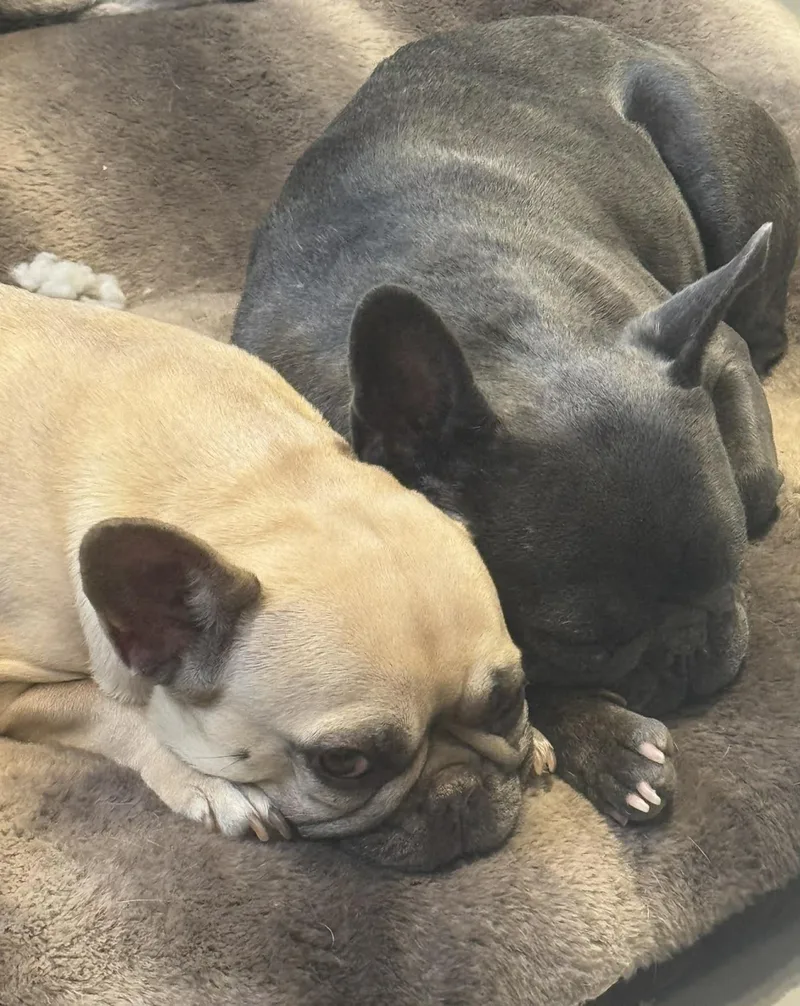 Petunia Aka Tuna thumbnail 3