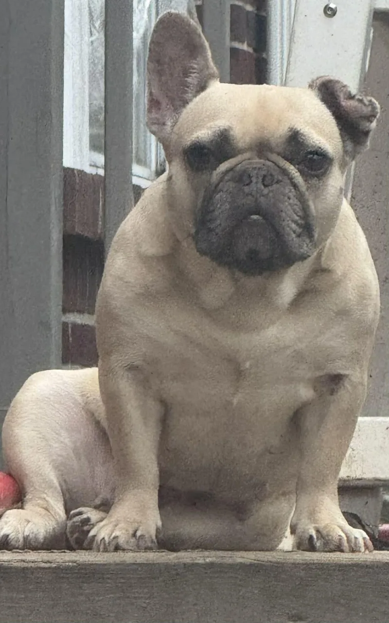 Petunia Aka Tuna thumbnail 4