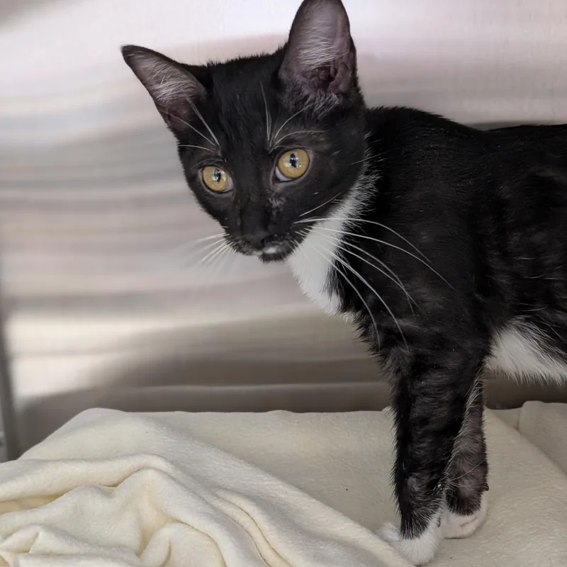 A baby medium-sized female Smoke Domestic Short Hair cat named Havana for adoption in Jefferson, WI