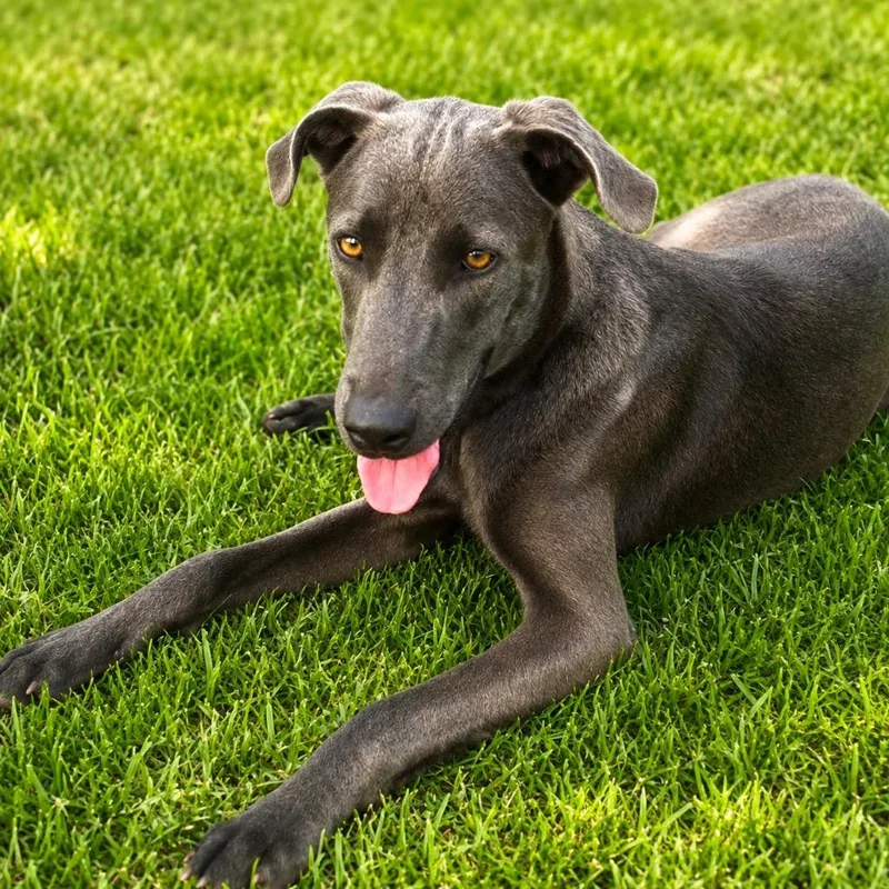 A baby medium-sized male Labrador Retriever dog named Tiller for adoption in North Syracuse, NY