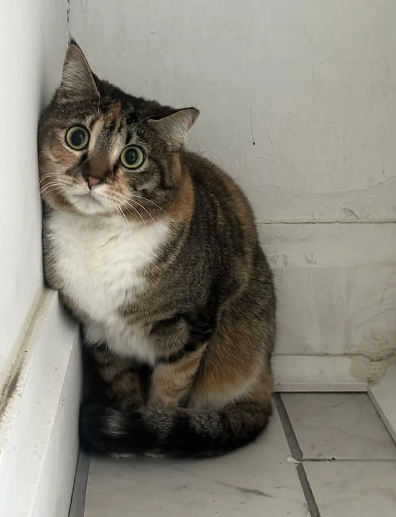 An adult medium-sized female Calico Domestic Short Hair cat named Kiwi for adoption in Ona, WV