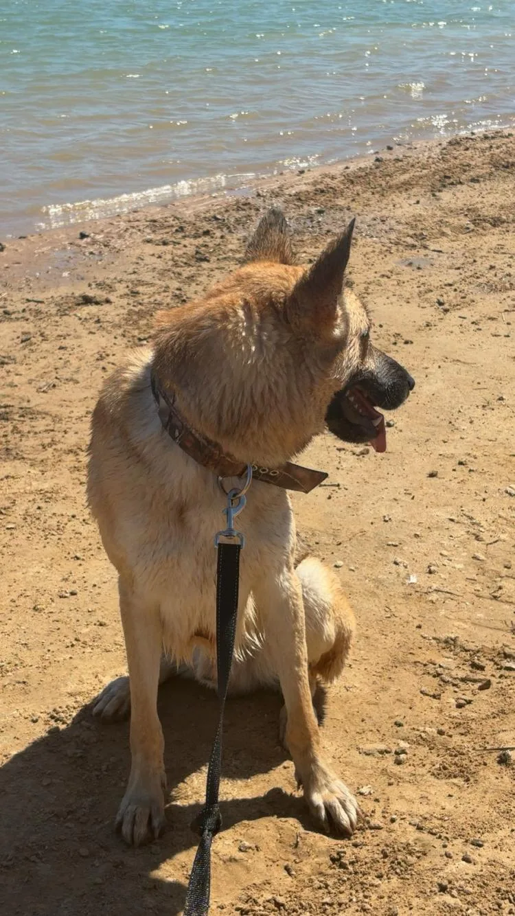 A young large-sized male German Shepherd Dog dog named Ace for adoption in Paradise, TX