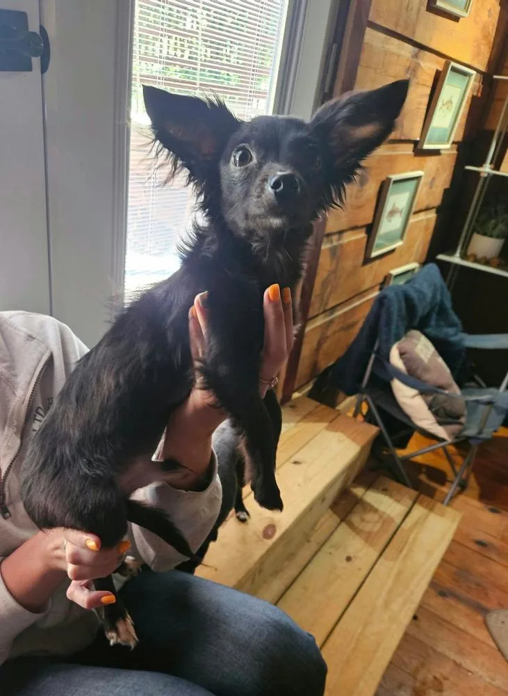 A baby small-sized male Chihuahua dog named Jangle for adoption in Manhattan, NY