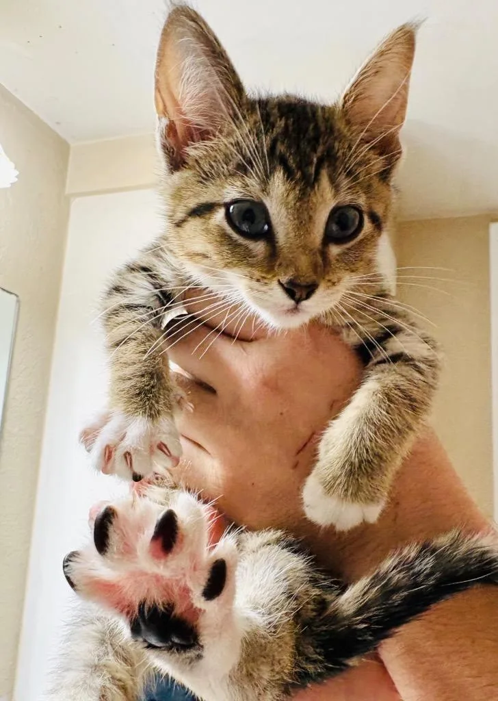 A baby medium-sized female Domestic Short Hair cat named Pocus for adoption in Claremore, OK