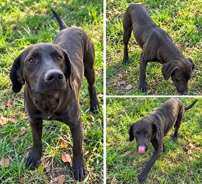 A baby medium-sized male Labrador Retriever dog named Pluto for adoption in Kiln, MS
