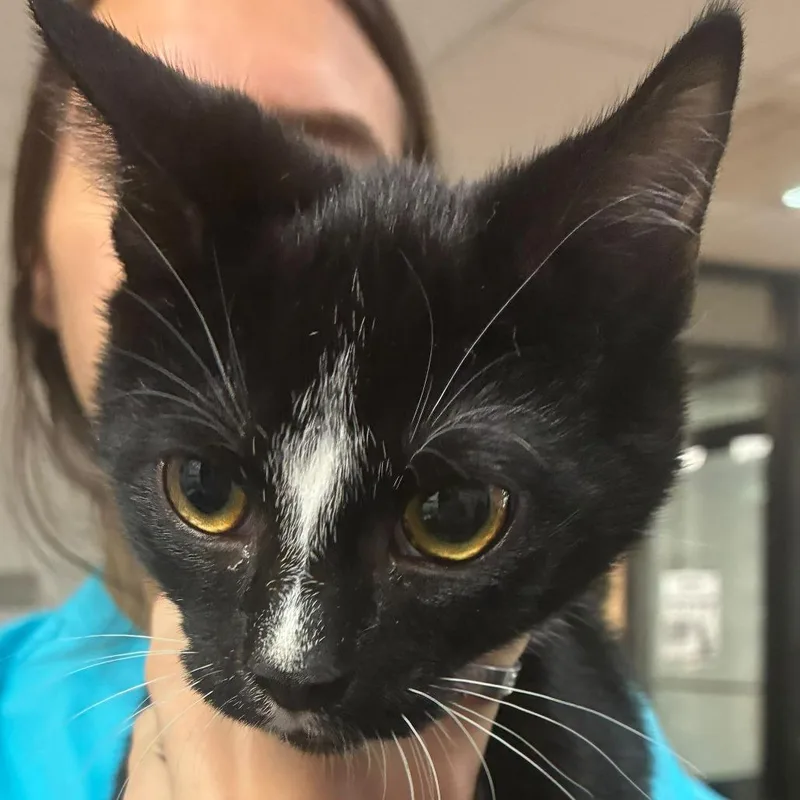 A baby small-sized male Domestic Short Hair cat named Purrlock Holmes for adoption in Gadsden, AL