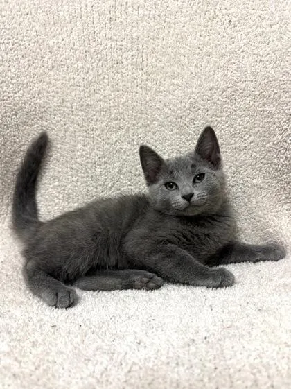A young medium-sized female Domestic Short Hair cat named Stoney for adoption in Buffalo, MN