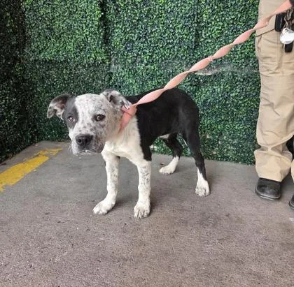 A baby medium-sized male White / Cream Pit Bull Terrier dog named 60792662 for adoption in El Paso, TX