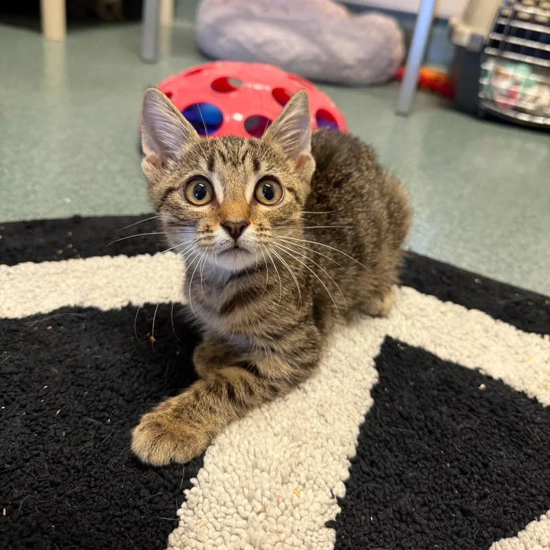A baby small-sized female Brown / Chocolate Domestic Short Hair cat named Doja for adoption in Naples, FL
