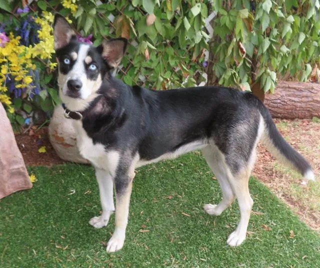 A young large-sized female Siberian Husky dog named Willow for adoption in Oklahoma City, OK