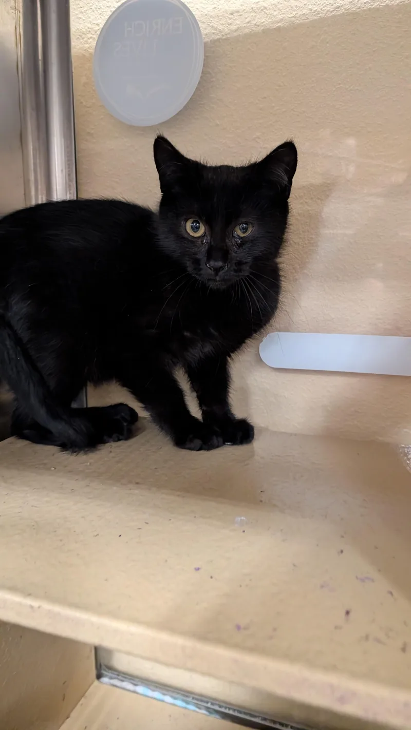 A young medium-sized male Black Domestic Short Hair cat named Martin for adoption in Missoula, MT