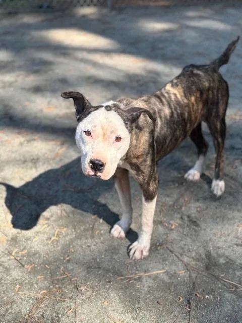 An adult medium-sized female Mixed Breed dog named Lola for adoption in Warrenton, NC