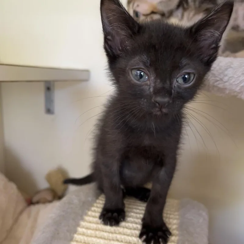 A baby small-sized male Black Domestic Short Hair cat named Dino for adoption in Buellton, CA