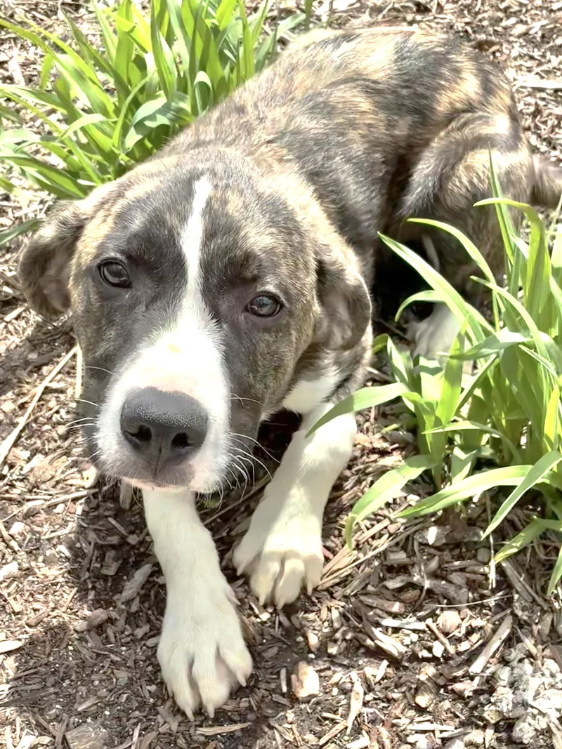 A baby large-sized male White / Cream Great Pyrenees dog named Kermitt for adoption in West Chicago, IL