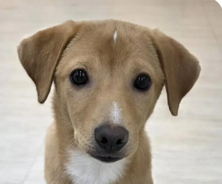 A baby medium-sized female Jindo dog named Daisy for adoption in San Ramon, CA