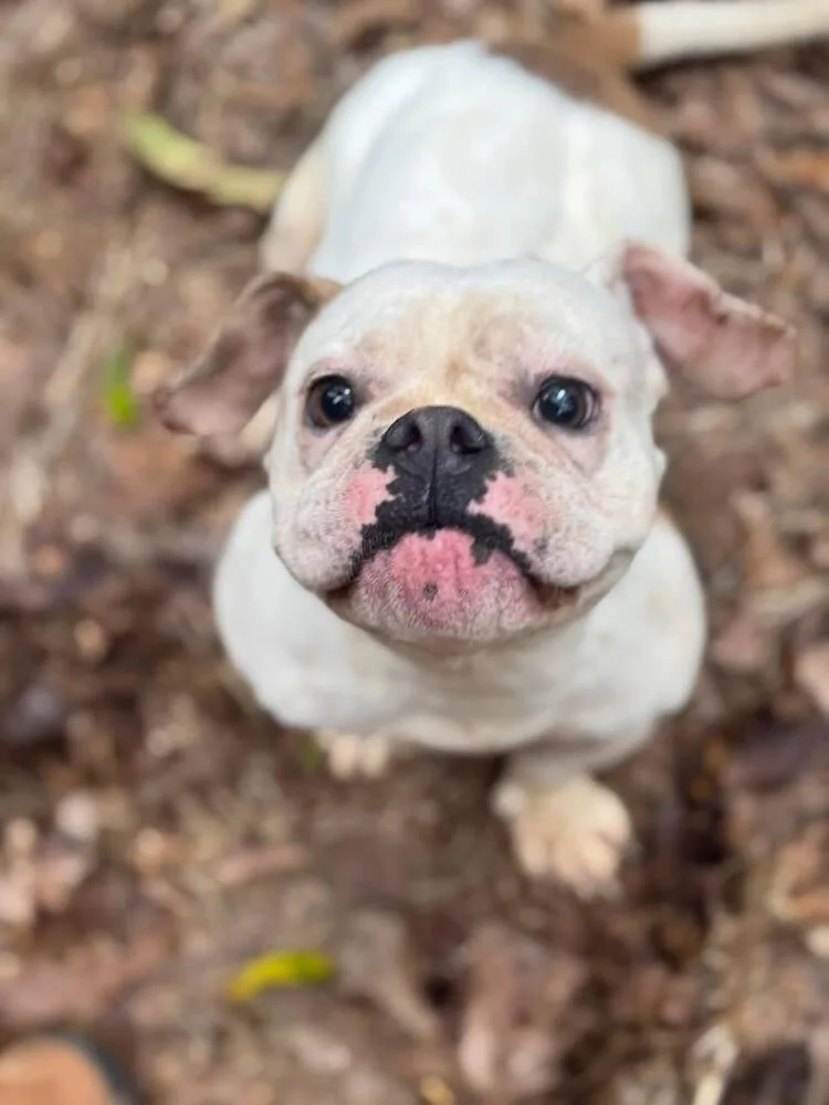 An adult medium-sized female French Bulldog dog named Cassie for adoption in New York, NY