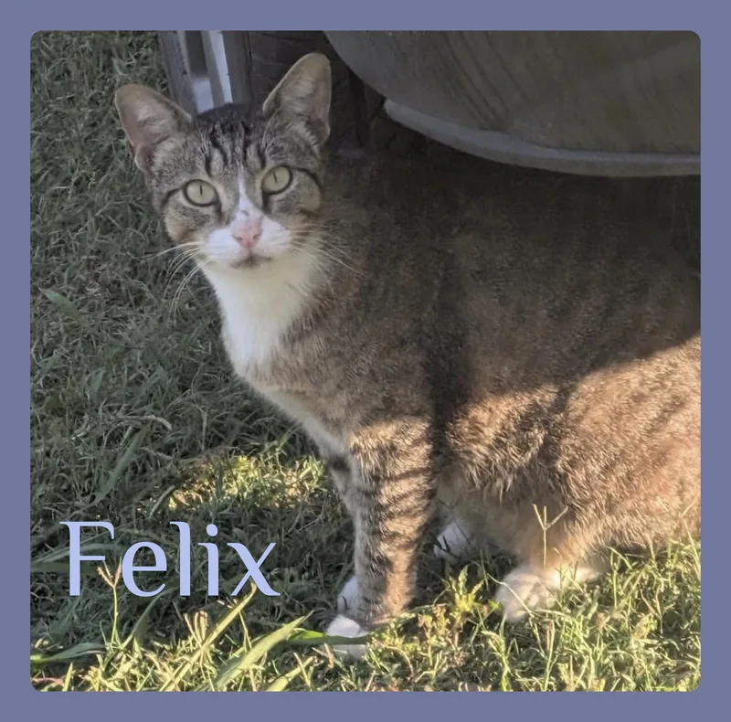 An adult medium-sized male Tabby (Brown / Chocolate) Tabby cat named Felix for adoption in Lawton, OK