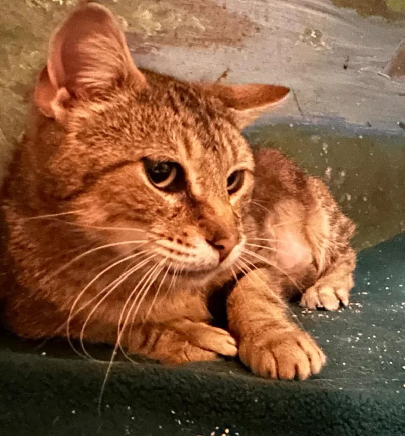 Buttercup thumbnail 2