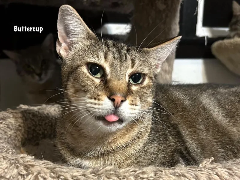 Buttercup thumbnail 3