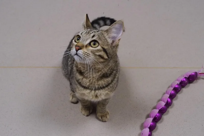 A young medium-sized female Tabby (Brown / Chocolate) Tabby cat named Minnie for adoption in New Milford, CT