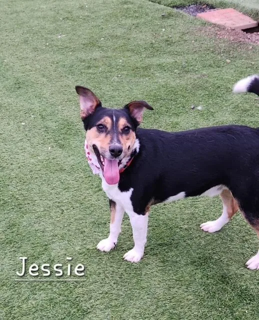 Jessie thumbnail 2