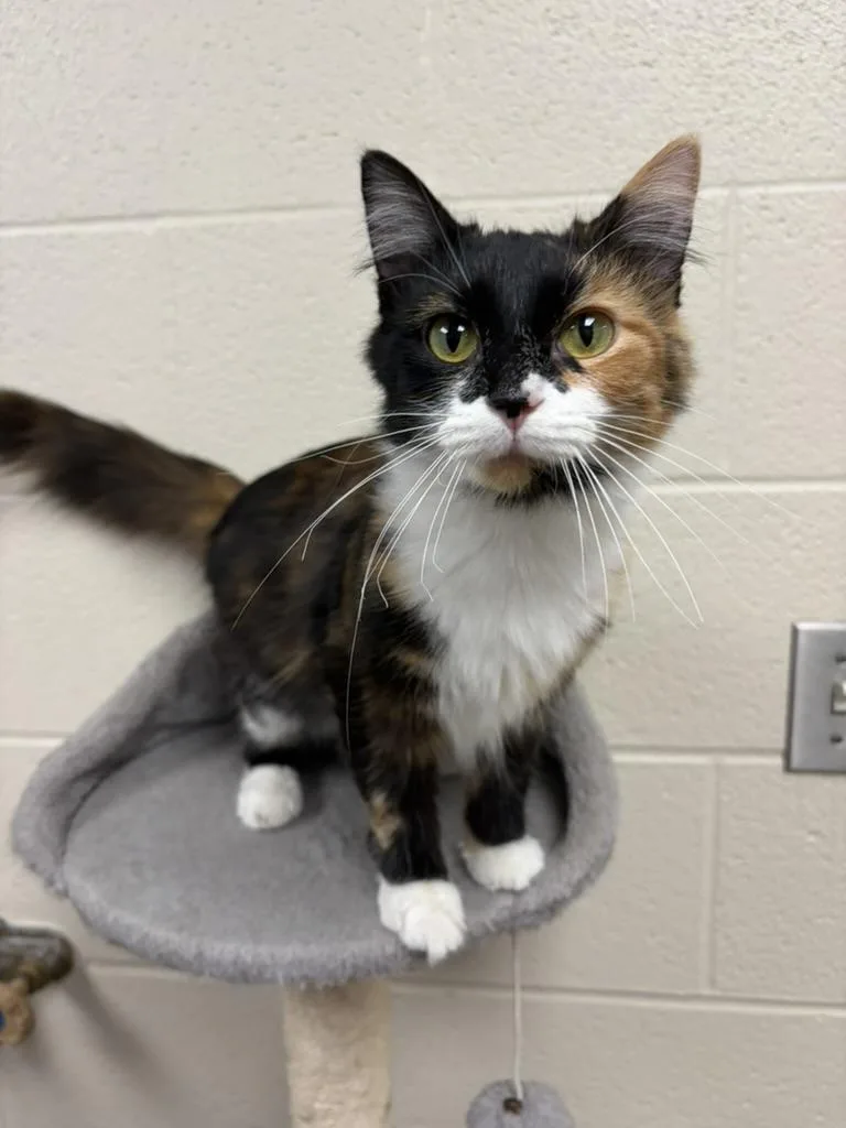 A young small-sized female Calico Domestic Short Hair cat named Razzle for adoption in Valparaiso, IN
