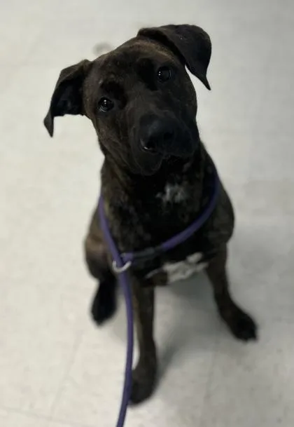 An adult medium-sized male Terrier dog named Draco for adoption in Gulfport, MS