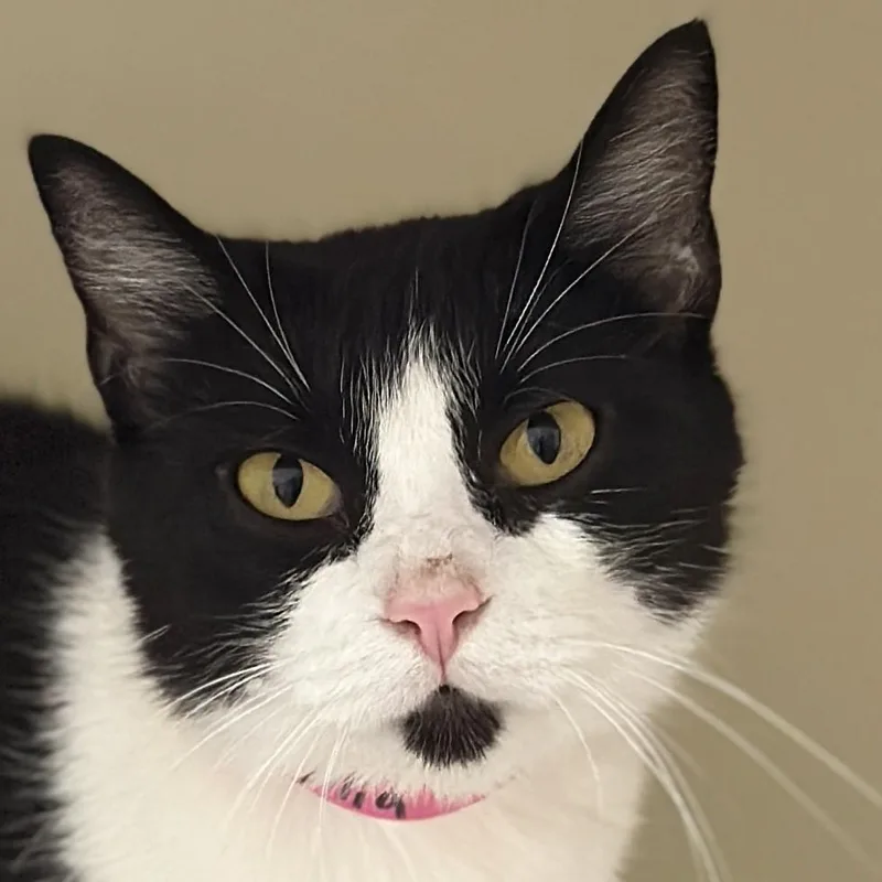 An adult medium-sized female Black & White / Tuxedo Domestic Short Hair cat named Mia for adoption in Victor, NY