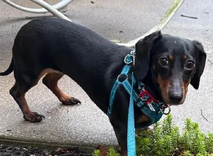 A young small-sized female Bicolor Miniature Dachshund dog named Bella for adoption in Georgetown, KY