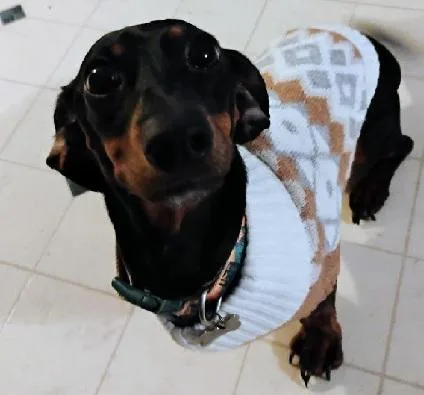 Bella thumbnail 4