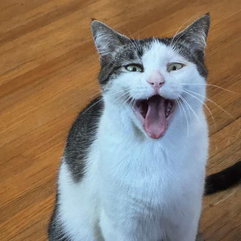 A young medium-sized female Gray & White Domestic Short Hair cat named Winnie for adoption in Minneapolis, MN