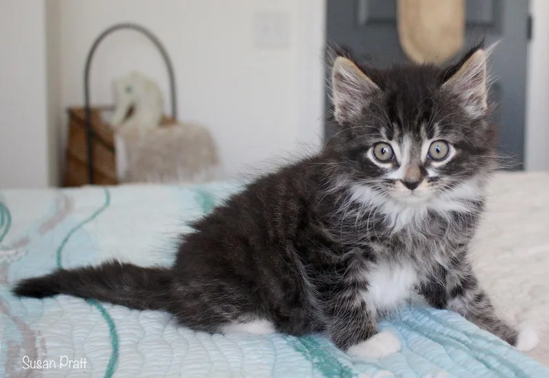 A baby medium-sized male Tabby (Gray / Blue / Silver) Domestic Long Hair cat named Sparks for adoption in Bedford, VA