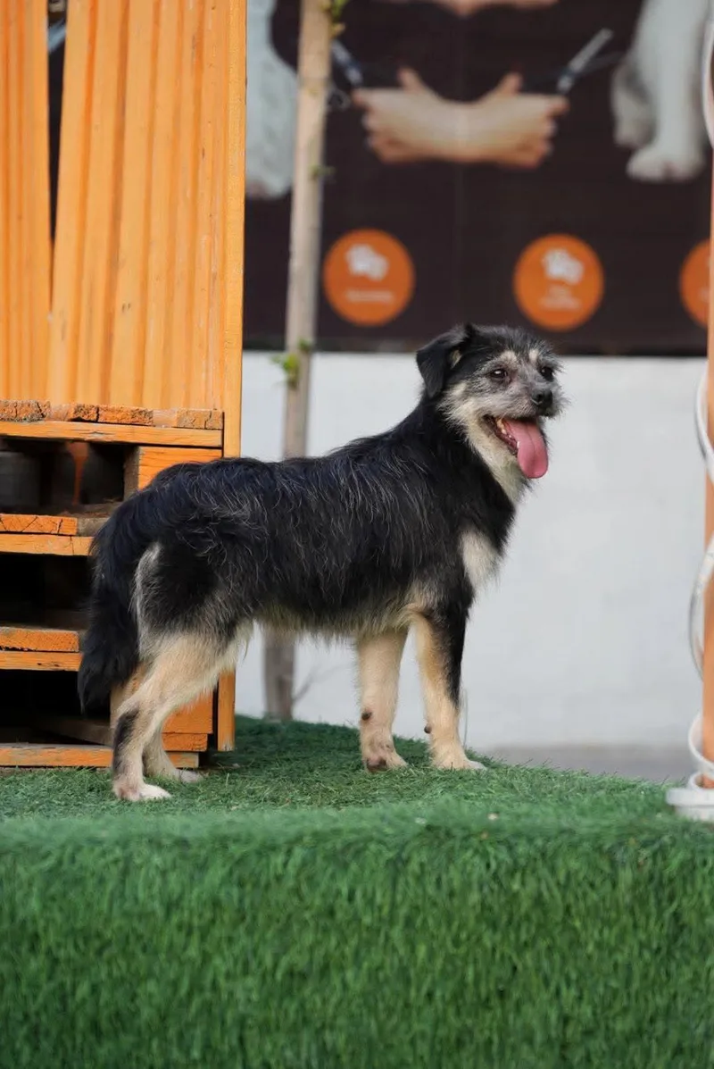 An adult small-sized male Mixed Breed dog named Rocky for adoption in Palos Heights, IL