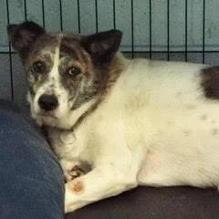 An adult medium-sized female Brindle Terrier dog named Brittney for adoption in Green Valley, AZ