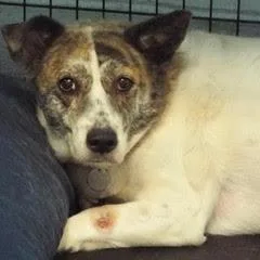 Brittney thumbnail 4