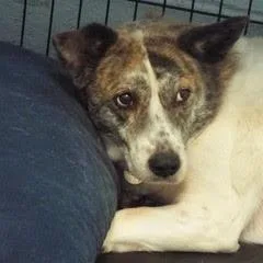 Brittney thumbnail 5