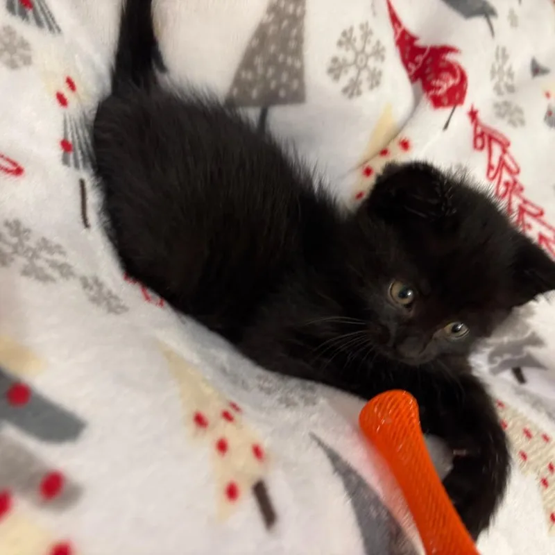 A baby small-sized female Black Domestic Medium Hair cat named Mya for adoption in Webster, TX