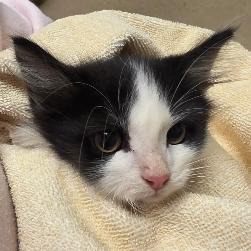 A baby small-sized female Black Domestic Medium Hair cat named Vera for adoption in Bristol, IN