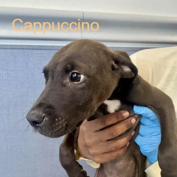 Cappuccino