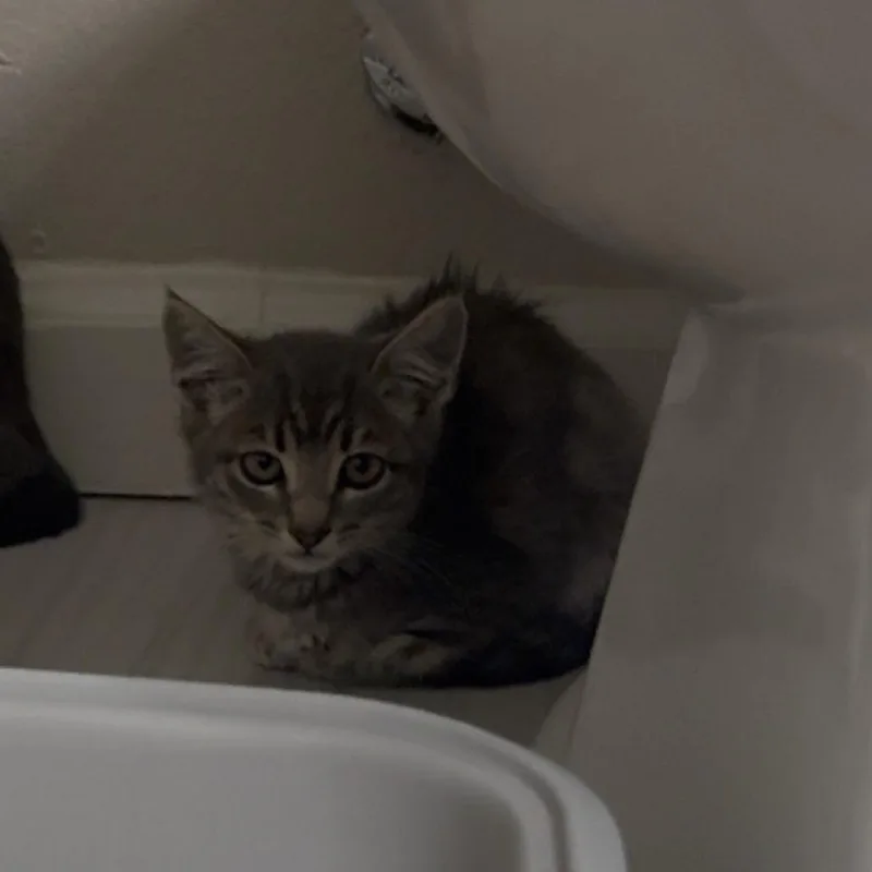 A baby small-sized female Gray / Blue / Silver Domestic Short Hair cat named Bellybean for adoption in Westminster, CA