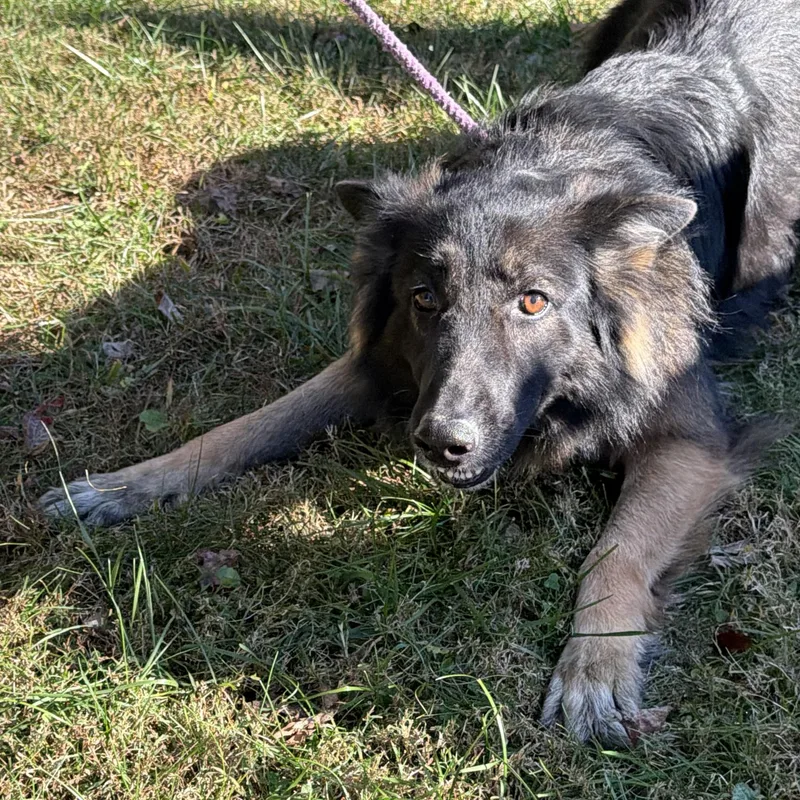 An adult large-sized female Black German Shepherd Dog named Lexi for adoption in Latrobe, PA
