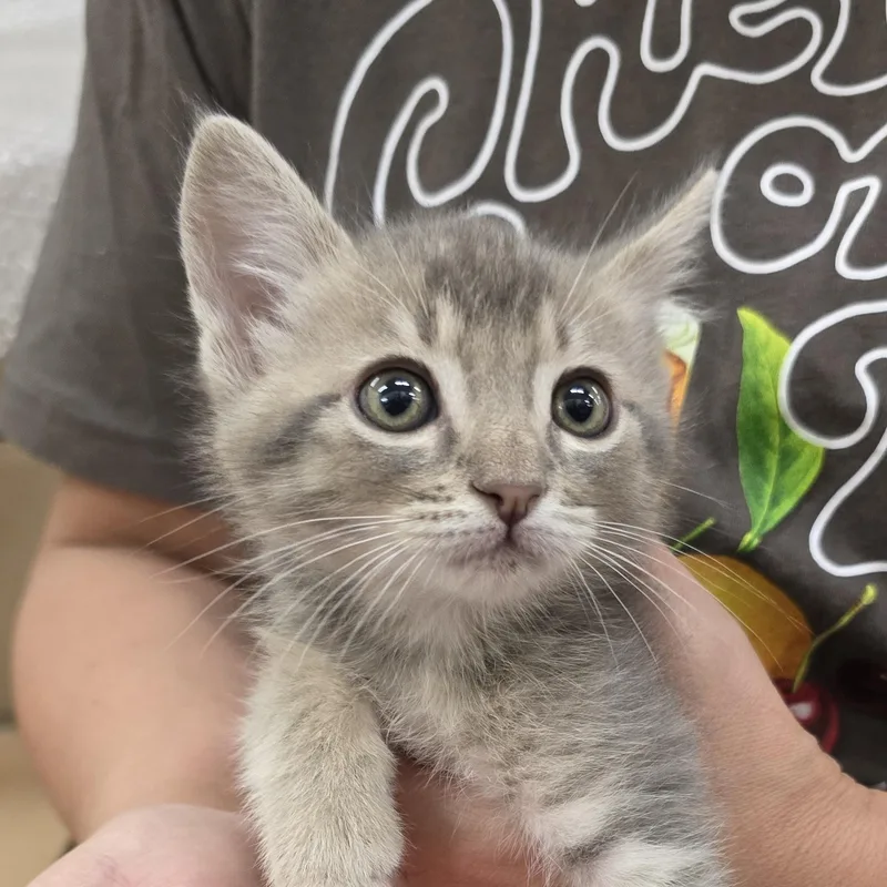 A baby medium-sized male Domestic Short Hair cat named Draco Malfoy for adoption in Woodland, CA